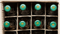 Alkoholfri Hvedeøl - Smagskasse med 10 øl